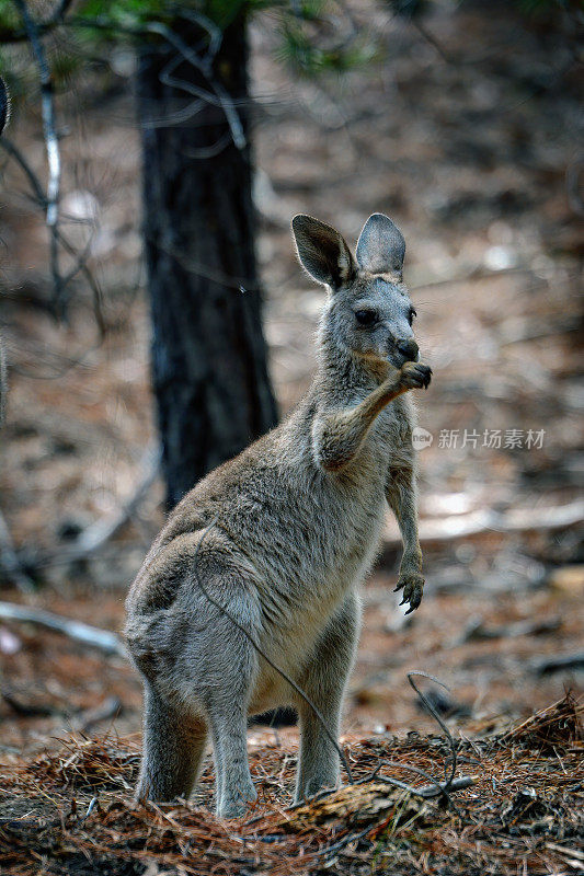 东部灰袋鼠Joey (Macropus giganteus)